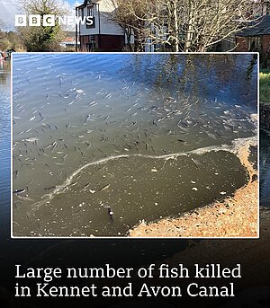 BBC News - fish killed in Kennet and Avon Canal